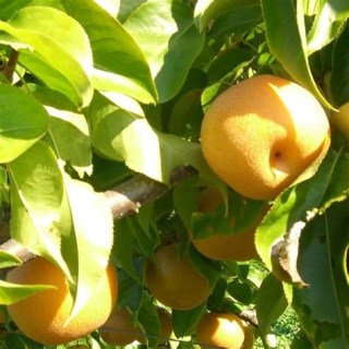 Pear_Nashi_Shinseiki_01