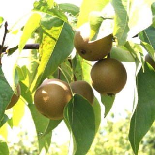 Pear_Nashi_Shinseiki_02