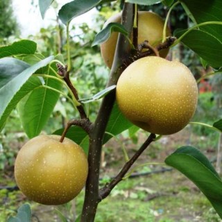 Pear_Nashi_Shinseiki_04