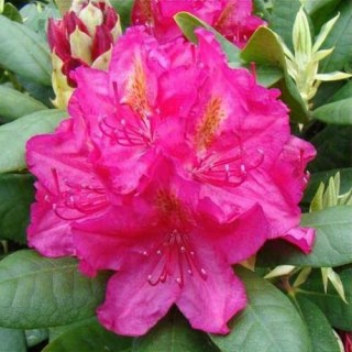 Pearces-American-Beauty-01