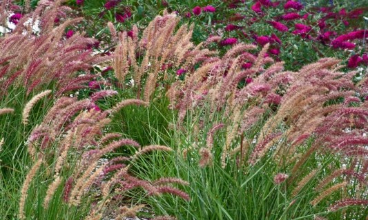 Pennisetum_orientale_Karley_Rose_01