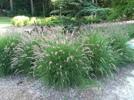 Pennisetum_orientale_Karley_Rose_02