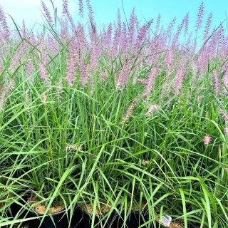 Pennisetum_orientale_Karley_Rose_03