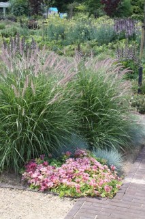 Pennisetum_orientale_Karley_Rose_04