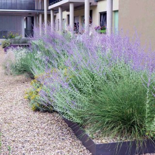 Perovskia_atriplicifolia_01