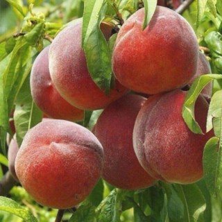 Persik_Daymond_Printsess_02