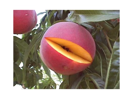 Persik_Daymond_Printsess_0