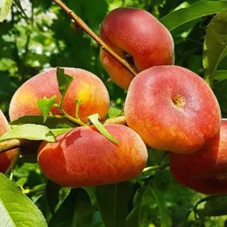 Persik_inzhirnyy_Yula_01