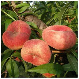 Persik_inzhirnyy_Yula_02