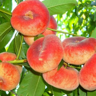 Persyk_inzhyrnyy_Pleyn_Heym_01