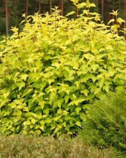 Physocarpus-opulifolius-Darts-Gold_02