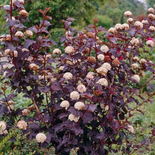 Пухироплідник калинолистий Андре (Physocarpus opulifolius Andre)