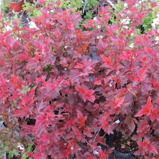 Physocarpus_opulifolius_Andre_03