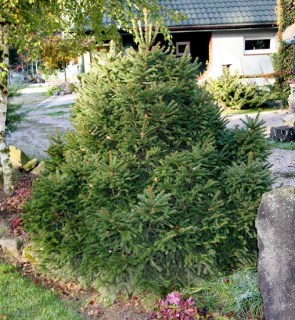 Ялина Баррі (Picea abies Barryi)