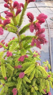 Picea-abies-Rydal-02