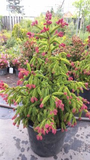 Picea-abies-Rydal-03