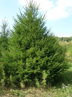 Picea_abies_01