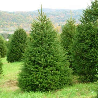 Picea_abies_02