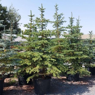 Ель обыкновенная/европейская (Picea abies)