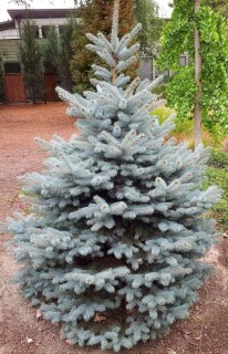 Picea_pungens_Blue_D