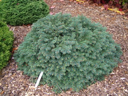 Ель колючая Вальдбрун (Waldbrunn)