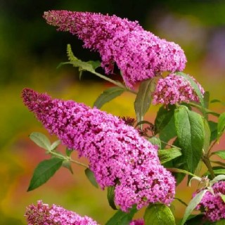 Буддлея Давида Пінк Делайт (Pink Delight)