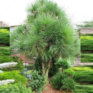 Pinus-jeffreyi-Joppi-01