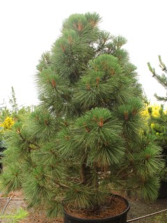 Pinus-jeffreyi-Joppi-02