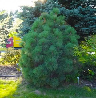 Сосна Джеффри Джоппи (Pinus jeffreyi Joppi)