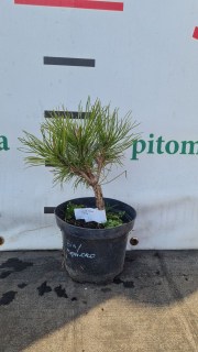 Pinus-mugo-Hesse