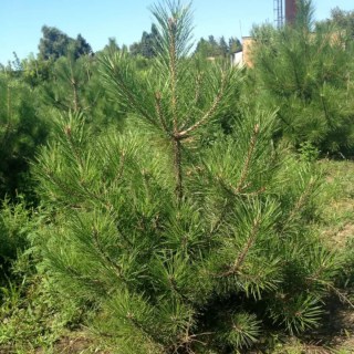 Сосна Палласа или крымская (Pinus nigra pallasiana)