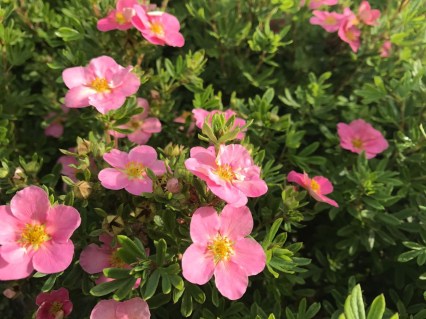 Princess-Pink-Queen-04