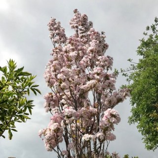 Prunus-serrulata-Amanogawa-03