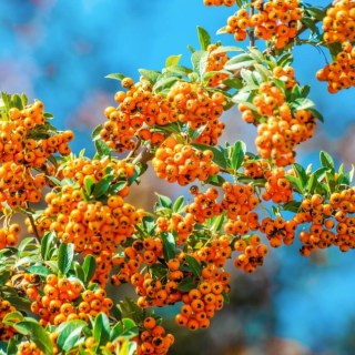Пираканта Оранж Чармер (Orange Charmer) 
