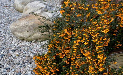 Pyracantha_Orange_Charmer_04