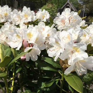 RHODODENDRON-CUNNINGHAMS-WHITE1-500x500