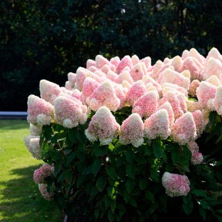 Гортензия метельчатая Расберри Пинк (Raspberry Pink)