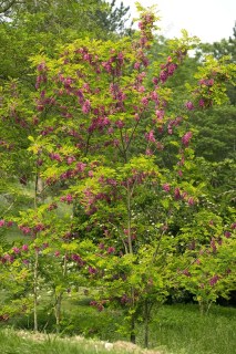 Robinia-hispida-05