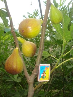 Інжир Рандіно (Rondino)