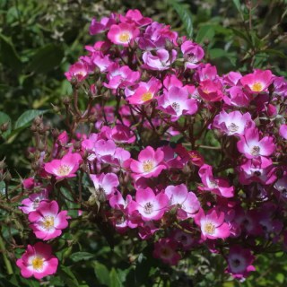 Троянда Моцарт (Mozart) [контейнер 2л.]