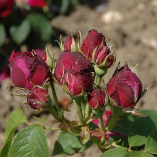 Rose-Black-Prince-2