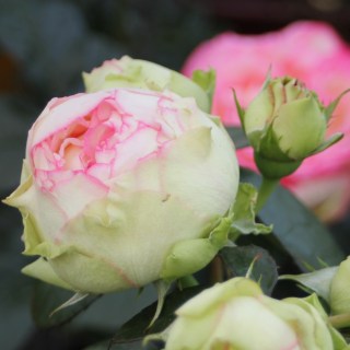 Rose_Biedermeier_02