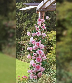Rose_Bienvenue_04