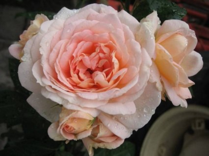 Rose_Climbing_Amaretto_04