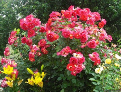 Троянда Декор Арлекін (Decor Arlequin)