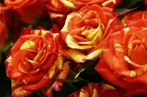 Rose_Fire_Flash_01