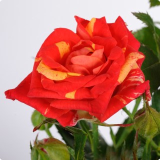 Rose_Fire_Flash_02