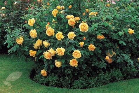 Rose_Golden-Celebration_04