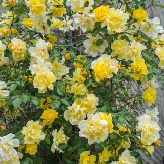 Троянда Голден Шауерс