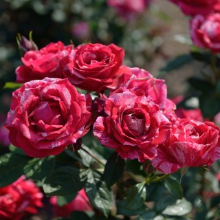 Rose_Henri_Matisse_02